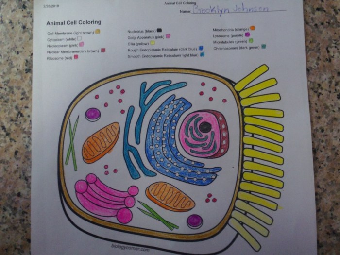 Animal cell coloring key answers