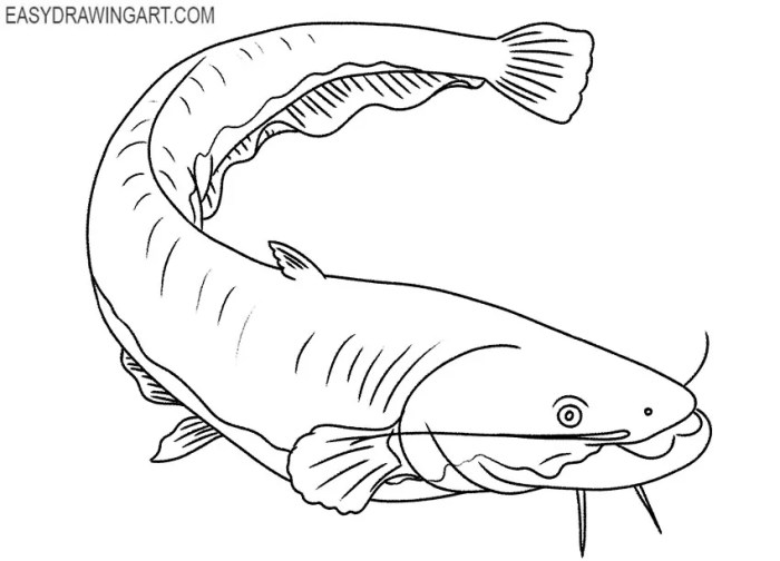 Easy worm catfish drawing