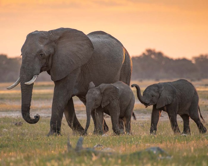 Elephants dwelling elephent mammal tropical itl cat mammals shah kamal