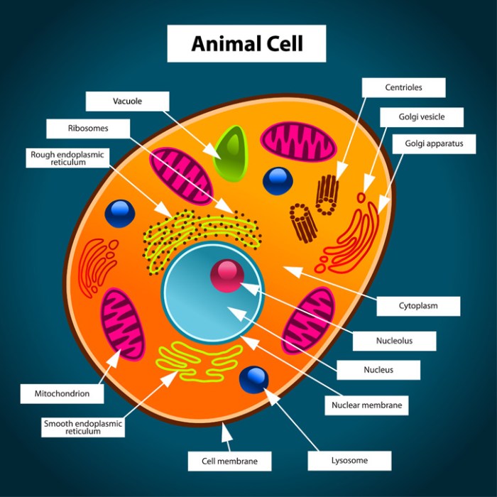 Animal cell coloring key answers