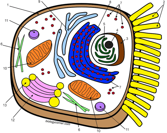 Biologycorner com animal cell coloring