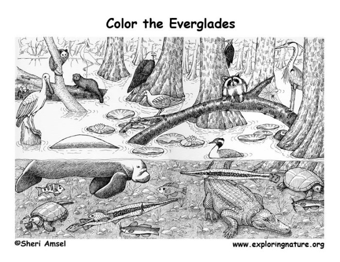 Everglades animals coloring pages