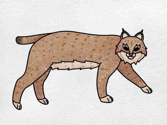 Drawing of a bobcat easy