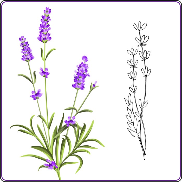 Lavandula angustifoli drawing easy