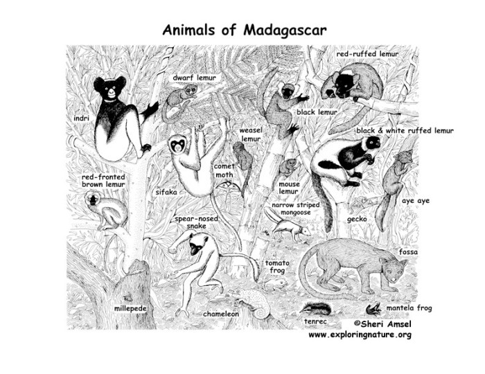 Madagascar animals coloring pages