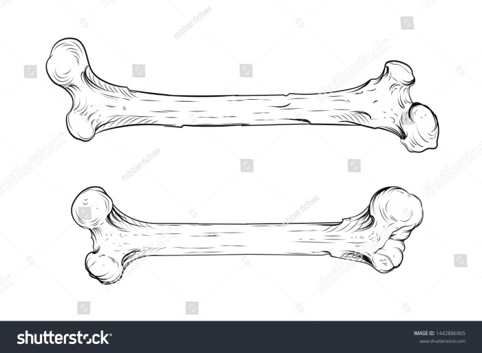 Bones easy drawing multiple